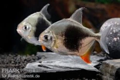 Blackberry Silver Dollar, Myleus Sp. Blackberry -EHEIM || sera || AQUATLANTIS Verkaufsgeschäft Blackberry Silver Dollar Myleus sp Blackberry 8