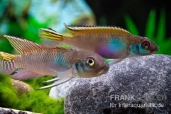 Blauer Kongocichlide, Nanochromis Parilus -EHEIM || sera || AQUATLANTIS Verkaufsgeschäft Blauer Kongocichlide Nanochromis parilus 1 Paar 2