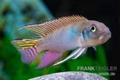 Blauer Kongocichlide, Nanochromis Parilus -EHEIM || sera || AQUATLANTIS Verkaufsgeschäft Blauer Kongocichlide Nanochromis parilus 1 Paar 4