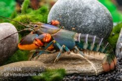 Blauer Rotscheren-Tigerkrebs, Cherax Alyciae "Blue Kong Red Claw" -EHEIM || sera || AQUATLANTIS Verkaufsgeschäft Blauer Rotscheren Tigerkrebs Cherax alyciae Blue Kong Red Claw 3