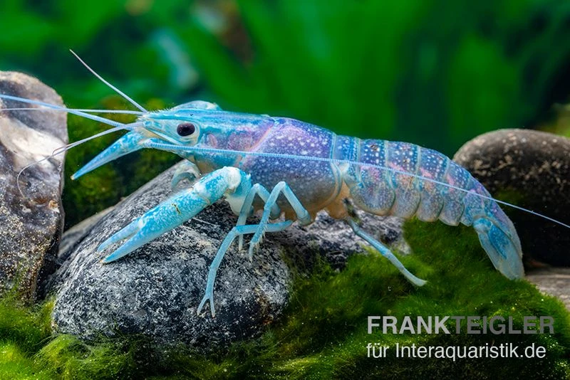Blauer Rotscherenkrebs, Cherax Quadricarinatus 1 Blauer Rotscherenkrebs, Cherax Quadricarinatus