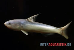 Blauer Wal-Wels, Cetopsis Coecutiens