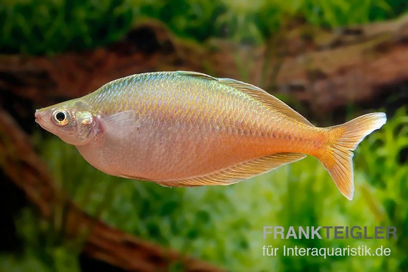 Blehers-Regenbogenfisch, Chilatherina Bleheri, 5 Tiere 2 Blehers-Regenbogenfisch, Chilatherina Bleheri, 5 Tiere – Bild 2
