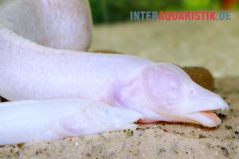 Blinder Stachelaal, Caecomastacembelus Brichardi 1 Blinder Stachelaal, Caecomastacembelus Brichardi