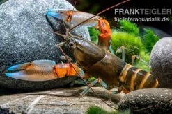 "Blue Claw" Tigerkrebs, Cherax Peknyi Var. "Blue Claw" -EHEIM || sera || AQUATLANTIS Verkaufsgeschäft Blue Claw Tigerkrebs Cherax peknyi var Blue Claw 3