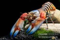 "Blue Claw" Tigerkrebs, Cherax Peknyi Var. "Blue Claw" -EHEIM || sera || AQUATLANTIS Verkaufsgeschäft Blue Claw Tigerkrebs Cherax peknyi var Blue Claw neu