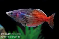 Boesemans Regenbogenfisch Rot, Melanotaenia Boesemani RED, DNZ -EHEIM || sera || AQUATLANTIS Verkaufsgeschäft Boesemans Regenbogenfisch RED Melanotaenia boesema 1