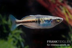 Boesemans Regenbogenfisch Rot, Melanotaenia Boesemani RED, DNZ -EHEIM || sera || AQUATLANTIS Verkaufsgeschäft Boesemans Regenbogenfisch RED Melanotaenia boesema 5