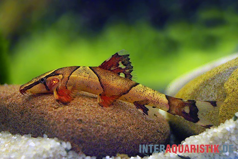 Borneo Sattelfleck-Prachtflossensauger, Homaloptera Orthogoniata 1 Borneo Sattelfleck-Prachtflossensauger, Homaloptera Orthogoniata