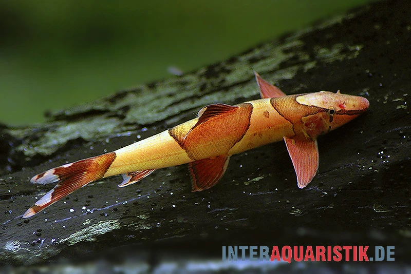 Borneo Sattelfleck-Prachtflossensauger, Homaloptera Orthogoniata 2 Borneo Sattelfleck-Prachtflossensauger, Homaloptera Orthogoniata – Bild 2