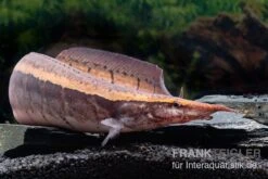 Borneo-Stachelaal, Macrognathus Cf. Tapirus -EHEIM || sera || AQUATLANTIS Verkaufsgeschäft Borneo Stacheaal Macrognathus cf tapirus 14