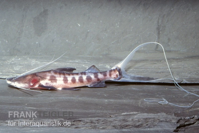 Goldbinden-Zebraantennenwels, Brachyplatystoma Juruense 1 Goldbinden-Zebraantennenwels, Brachyplatystoma Juruense