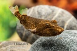 Brauner Kugelfisch, Tetraodon Miurus -EHEIM || sera || AQUATLANTIS Verkaufsgeschäft Brauner Kugelfisch Tetraodon miurus 2