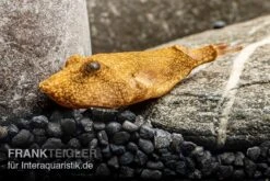 Brauner Kugelfisch, Tetraodon Miurus -EHEIM || sera || AQUATLANTIS Verkaufsgeschäft Brauner Kugelfisch Tetraodon miurus 5