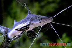 Breitflossen Spatelwels, Goslinea Platynema