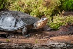 Buckelschildkröte, Phrynops Gibbus -EHEIM || sera || AQUATLANTIS Verkaufsgeschäft Buckelschildkroete Phrynops gibbus 3