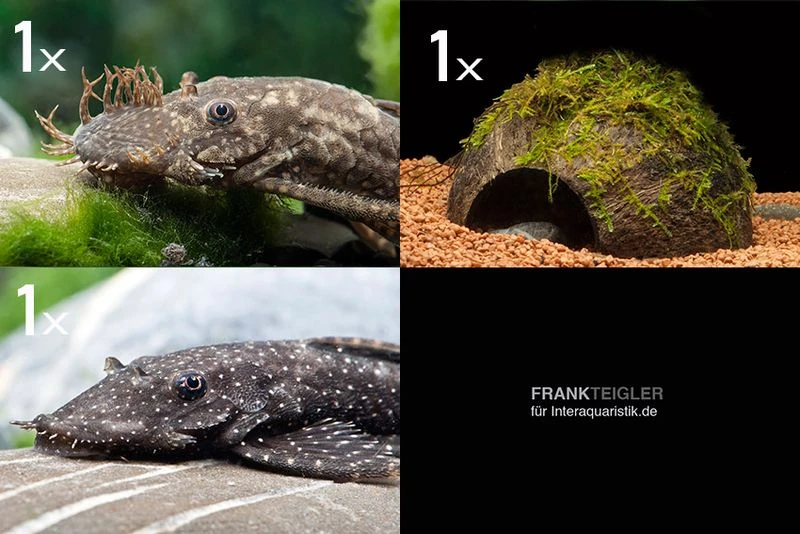Bundle: 2x Antennenwels M (Ancistrus Sp.) + Kokosnusshöhle Bepflanzt 1 Bundle: 2x Antennenwels M (Ancistrus Sp.) + Kokosnusshöhle Bepflanzt
