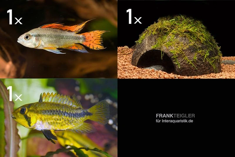 Bundle: 2x Zwergbuntbarsch, Apistogramma Cacad.. + Kokosnusshöhle Bepflanzt 1 Bundle: 2x Zwergbuntbarsch, Apistogramma Cacad.. + Kokosnusshöhle Bepflanzt