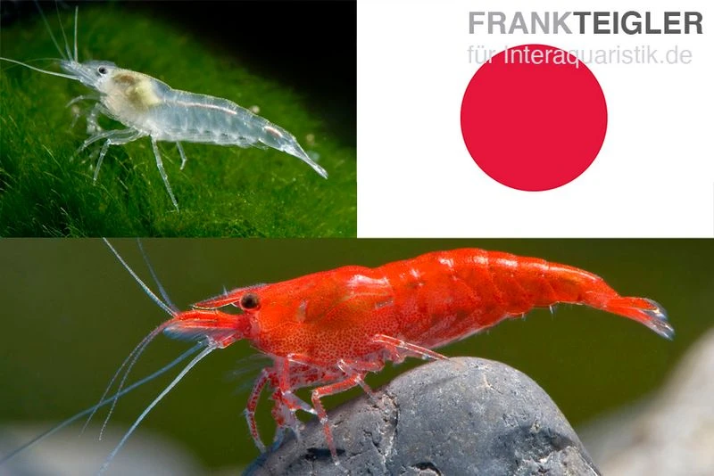 Bundle: Zwerggarnelen-Set "Japan", 10 X Sakura Red + 10 X White Pearl Garnelen 1 Bundle: Zwerggarnelen-Set "Japan", 10 X Sakura Red + 10 X White Pearl Garnelen