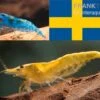 Bundle: Zwerggarnelen-Set "Schweden", 10 X Blue Dream + 10 X Yellow Fire Garnelen