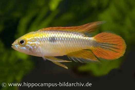 Buntschwanz-Zwergbuntbarsch, Apistogramma Agassizii Doppelrot, Paarweise 1 Buntschwanz-Zwergbuntbarsch, Apistogramma Agassizii Doppelrot, Paarweise