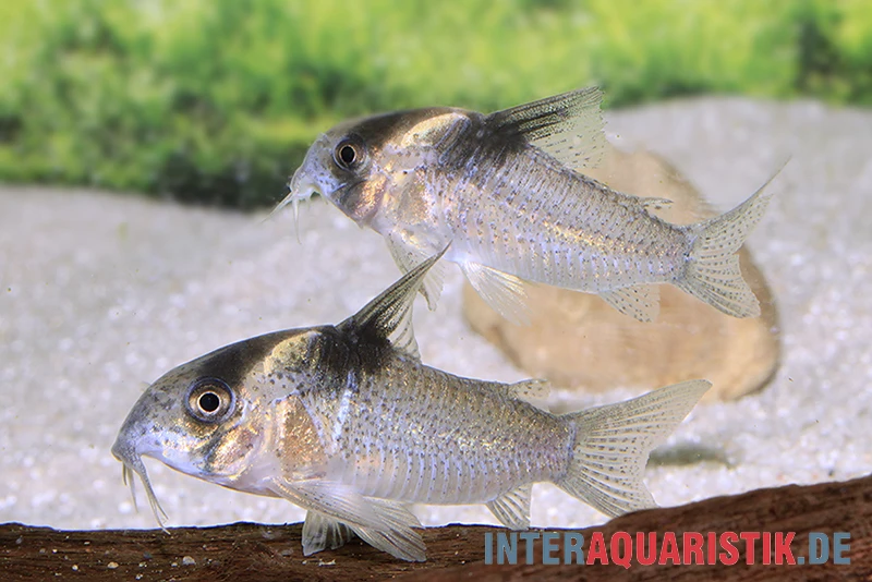 Burgessi-Panzerwels, Corydoras Cf. Burgessi CW 98 2 Burgessi-Panzerwels, Corydoras Cf. Burgessi CW 98 – Bild 2