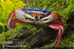 Harlekinkrabbe, Cardisoma Armatum 5 Harlekinkrabbe, Cardisoma Armatum -EHEIM || sera || AQUATLANTIS Verkaufsgeschäft Cardisoma armatum 4