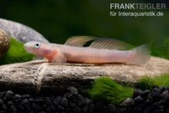 Cebu-Grundel, Sicyopus Cebuensis, 1 Paar -EHEIM || sera || AQUATLANTIS Verkaufsgeschäft Cebu Grundel Sicyopus cebuensis 3