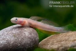 Cebu-Grundel, Sicyopus Cebuensis, 1 Paar -EHEIM || sera || AQUATLANTIS Verkaufsgeschäft Cebu Grundel Sicyopus cebuensis 4