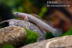 Cebu-Grundel, Sicyopus Cebuensis, 1 Paar -EHEIM || sera || AQUATLANTIS Verkaufsgeschäft Cebu Grundel Sicyopus cebuensis 5