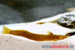 Cerinum-Wels, Amblyceps Cerinum 7 Cerinum-Wels, Amblyceps Cerinum -EHEIM || sera || AQUATLANTIS Verkaufsgeschäft Cerinum Wels Amblyceps cerinum 1