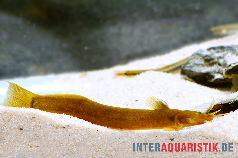 Cerinum-Wels, Amblyceps Cerinum 4 Cerinum-Wels, Amblyceps Cerinum – Bild 4