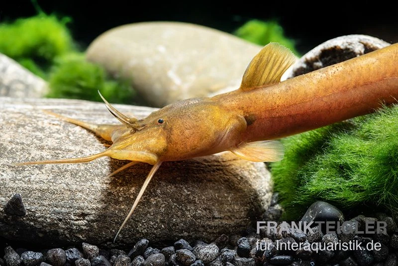 Cerinum-Wels, Amblyceps Cerinum 2 Cerinum-Wels, Amblyceps Cerinum – Bild 2