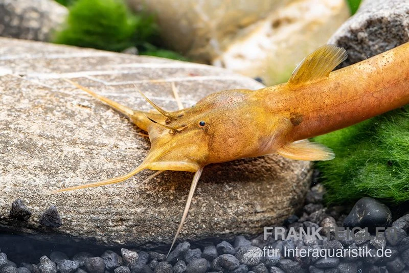 Cerinum-Wels, Amblyceps Cerinum 1 Cerinum-Wels, Amblyceps Cerinum