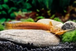 Cerinum-Wels, Amblyceps Cerinum 6 Cerinum-Wels, Amblyceps Cerinum -EHEIM || sera || AQUATLANTIS Verkaufsgeschäft Cerinum Wels Amblyceps cerinum 3