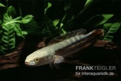 Goldlinienschlangenkopffisch, Channa Micropeltes -EHEIM || sera || AQUATLANTIS Verkaufsgeschäft Channa micropeltes Goldlinienschlangenkopf 3