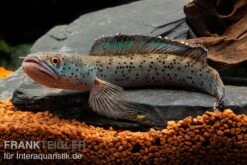 True Blue Schlangenkopf, Channa Sp. „True Blue Snakehead“