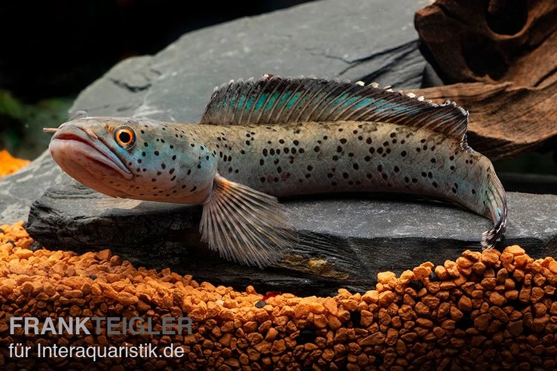 True Blue Schlangenkopf, Channa Sp. „True Blue Snakehead“ 1 True Blue Schlangenkopf, Channa Sp. „True Blue Snakehead“