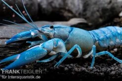 Blauer Yabby, Cherax Destructor "Blue Pearl" -EHEIM || sera || AQUATLANTIS Verkaufsgeschäft Cherax destructor Blue Pearl 8