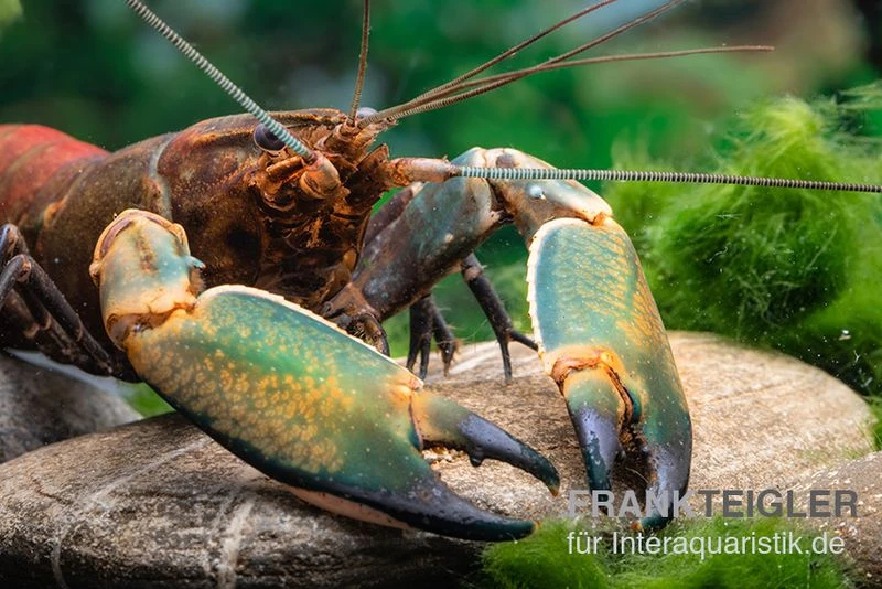 Cherax Sp. "Red Chilli Blue Claw' 1 Cherax Sp. "Red Chilli Blue Claw'