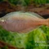 Blehers-Regenbogenfisch, Chilatherina Bleheri, 5 Tiere