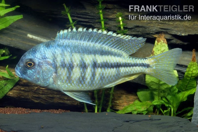 Schneckenfressender Buntbarsch, Chilotialapia Rhoadesii, DNZ 1 Schneckenfressender Buntbarsch, Chilotialapia Rhoadesii, DNZ