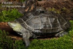 Chinesische Dreikielschildkröte, Mauremys Reevesii -EHEIM || sera || AQUATLANTIS Verkaufsgeschäft Chinesische Dreikielschildkroete Mauremys reevesii2
