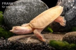 Chinesische Weichschildkröte Albino, Pelodiscus Sinensis -EHEIM || sera || AQUATLANTIS Verkaufsgeschäft Chinesische Weichschildkroete albino Pelodiscus sinensis 3 jpg