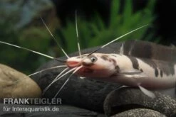 Froschwels Marmor, Clarias Batrachus -EHEIM || sera || AQUATLANTIS Verkaufsgeschäft Clarias batrachus Marmor 5