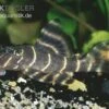 Clown-Pleco (L 104), Panaqolus Maccus (L 104)