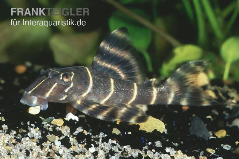 Clown-Pleco (L 104), Panaqolus Maccus (L 104) 1 Clown-Pleco (L 104), Panaqolus Maccus (L 104)