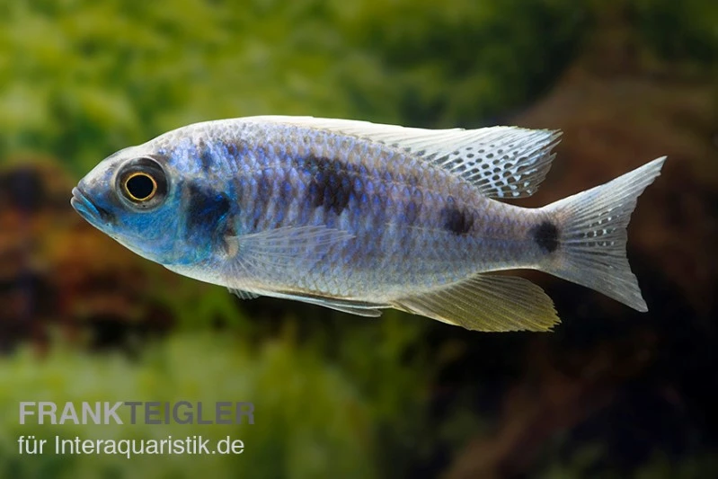 Copadichromis Chrysonotus F2, DNZ 1 Copadichromis Chrysonotus F2, DNZ