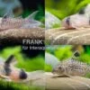 15x Panzerwels Im Mix, Corydoras Sp.