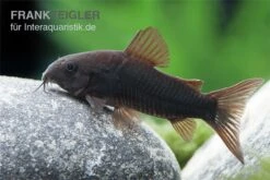 Schwarzer Metallpanzerwels, Corydoras Aeneus BLACK VENEZUELA, DNZ! -EHEIM || sera || AQUATLANTIS Verkaufsgeschäft Corydoras aeneus BLACK VENEZUELA 6